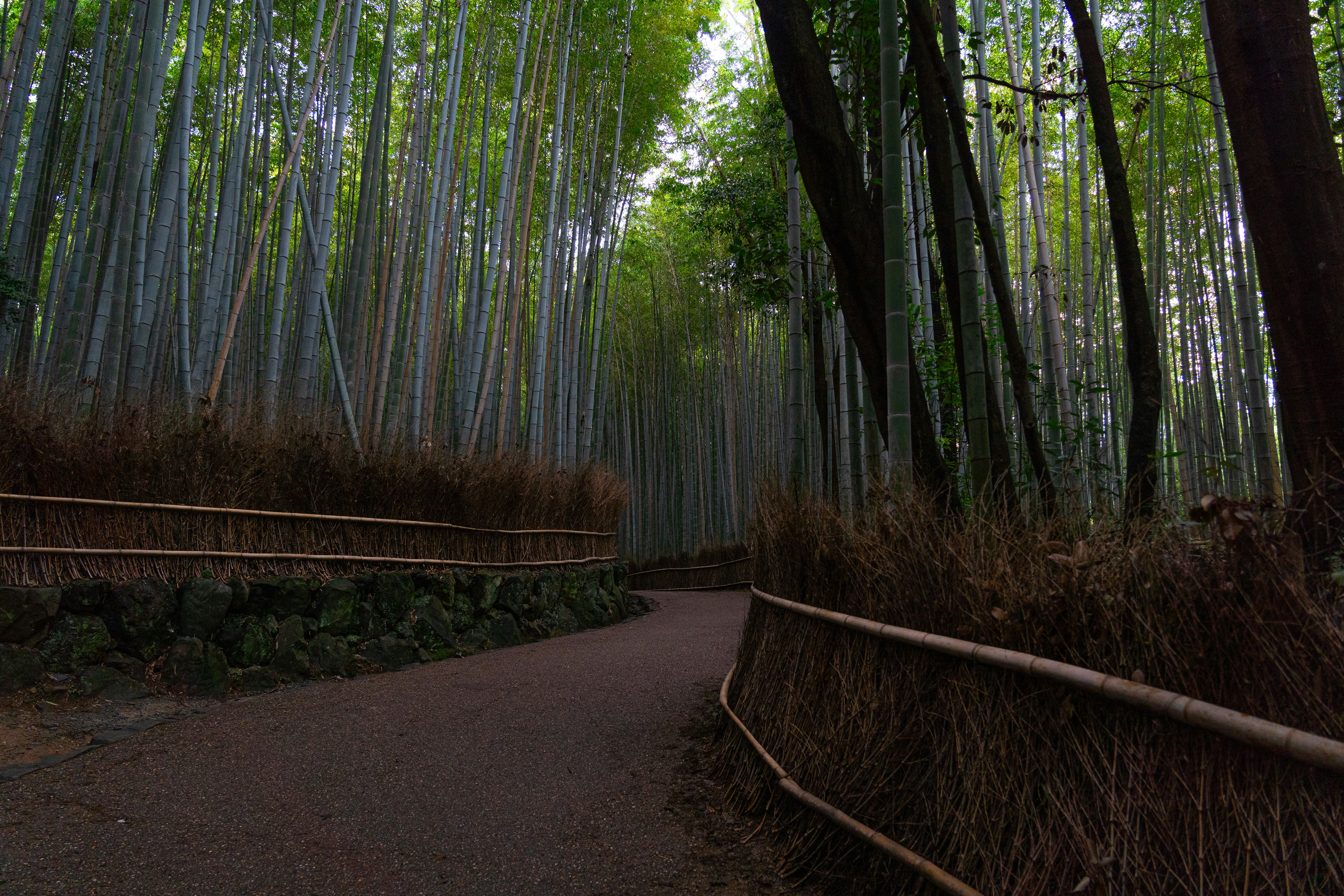 Arashiyama Bamboo Grove Arashiyama Bamboo Grove